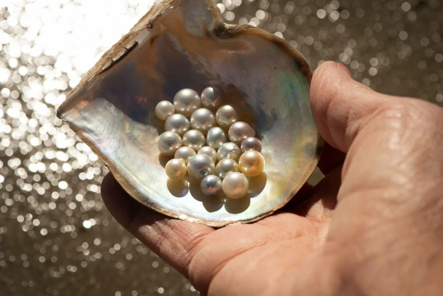 Pearls harvested from 4 5 year old pearl shell 2 Broken Bay Pearl Farm NSW