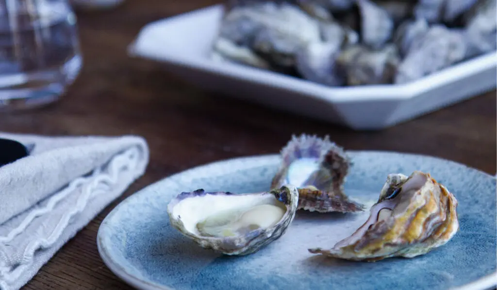 oyster tasting experiences